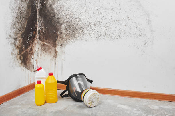 Attic Mold Removal in Ironton, OH