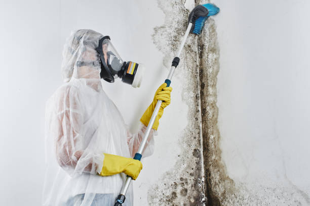 Best Local Mold Removal Service  in Ironton, OH