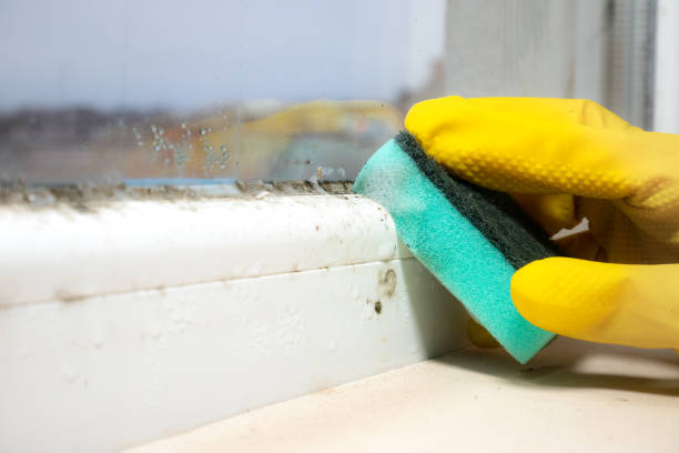 Best Professional Mold Removal  in Ironton, OH