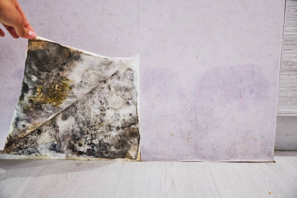 Best Mold Testing  in Ironton, OH